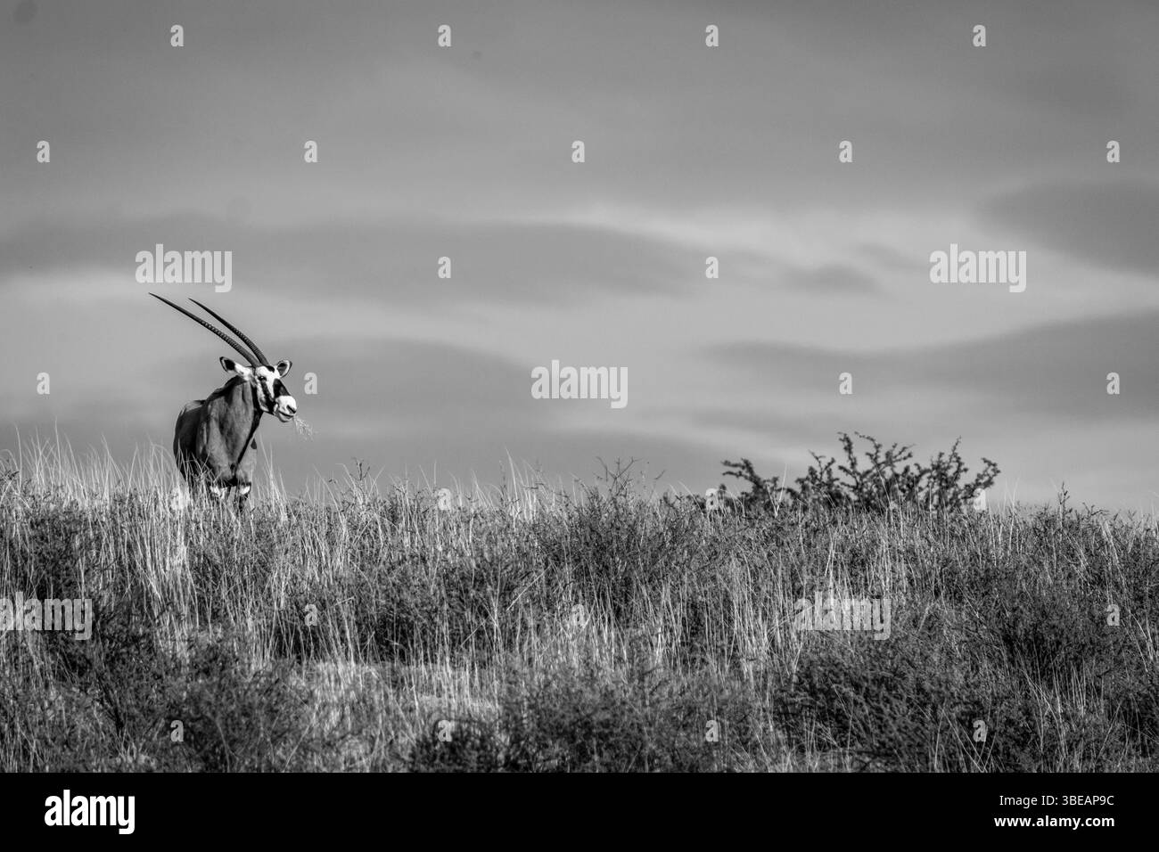 Oryx standing on a ridge and starring in black and white in the Kgalagadi Transfrontier Park, South Africa, Africa Stock Photo