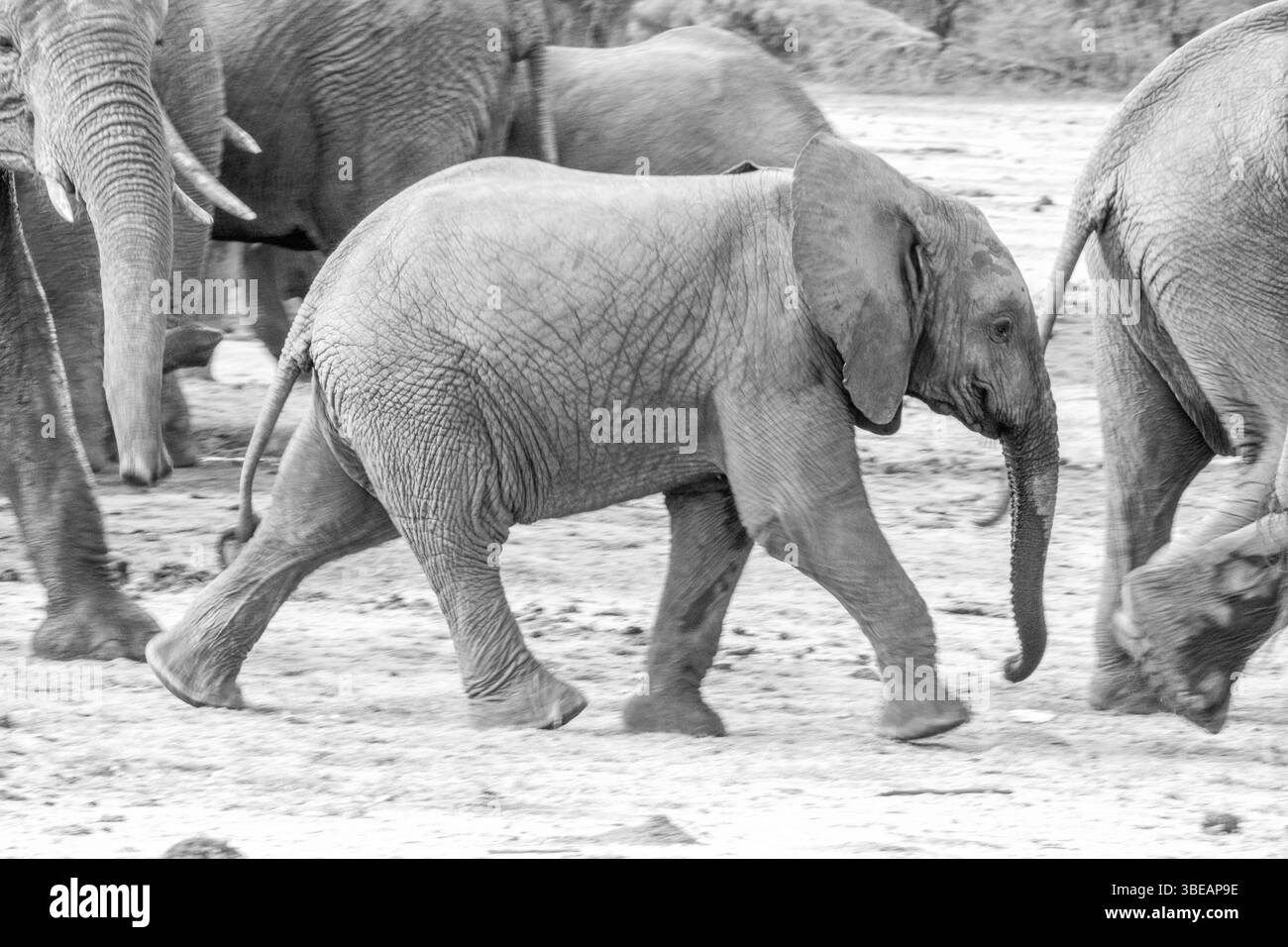 Young Elephant walking in black and white in the Kruger National Park, South Africa, Africa Stock Photo