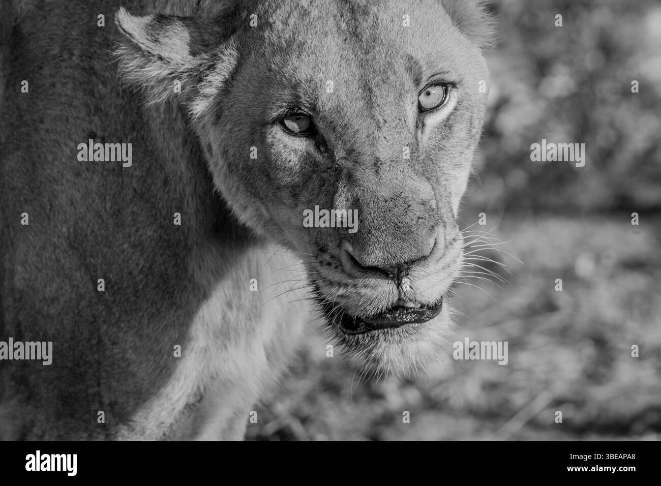 Starring Lioness in black and white in the Kruger National Park, South Africa, Africa Stock Photo