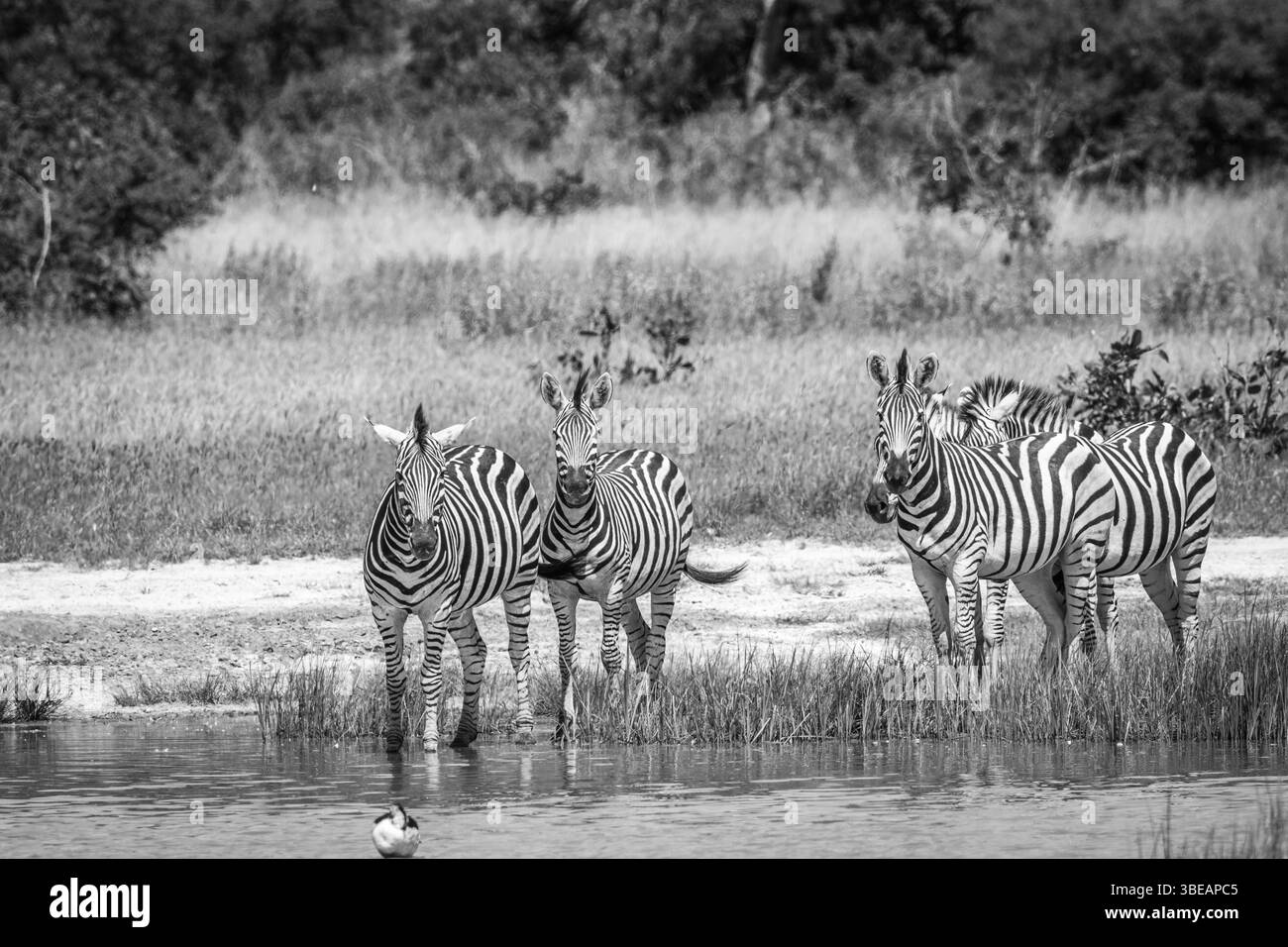 Group of Zebras at the water in black and white in the Chobe National Park, Botswana, Africa Stock Photo