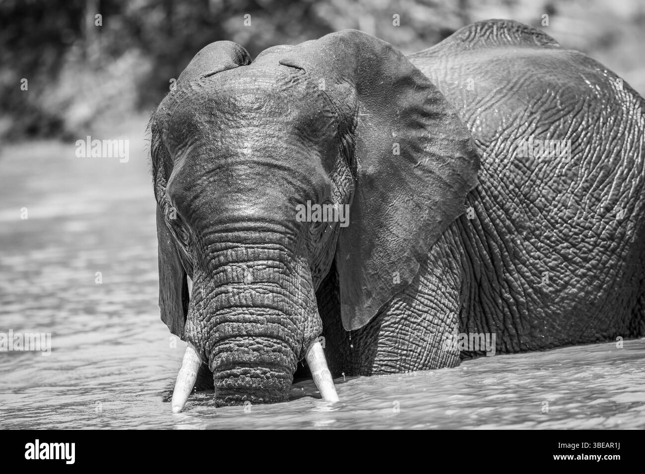 African elephant having fun in the water in black and white in the Kruger National Park, South Africa, Africa Stock Photo
