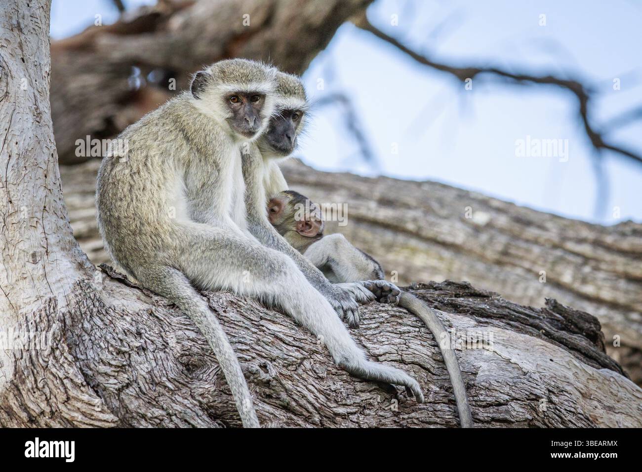 Family of Vervet monkeys sitting in a tree in the Chobe National Park, Botswana, Africa Stock Photo