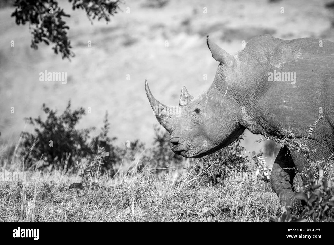 Side profile of a White rhino in black and white in the Kruger National Park, South Africa, Africa Stock Photo