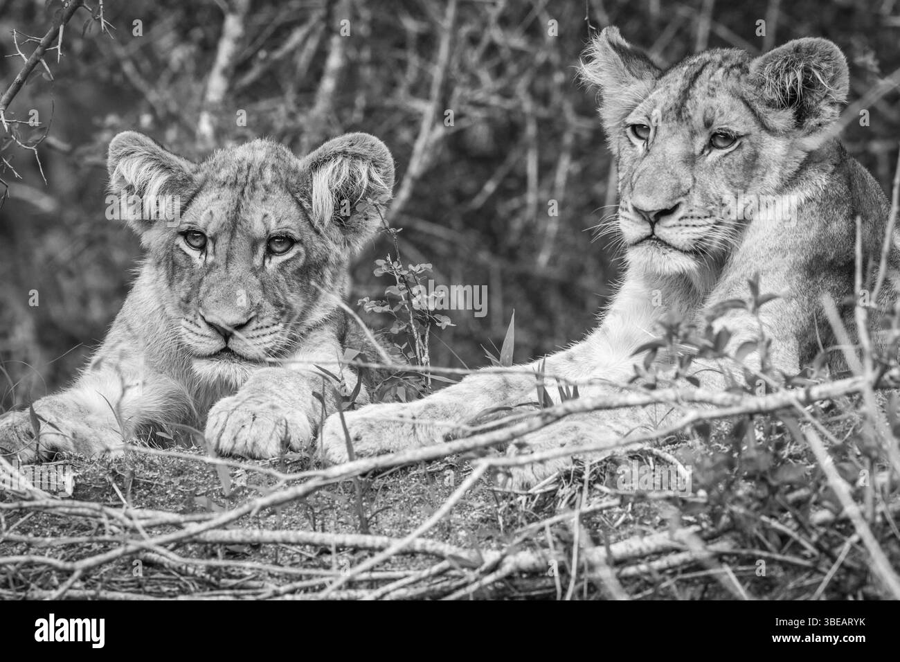 Two Lion cubs laying in the grass in black and white in the Kruger National Park, South Africa, Africa Stock Photo