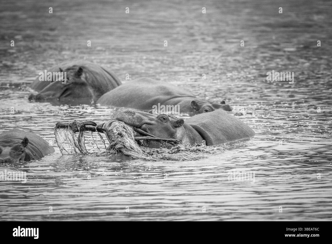 Hippo lifting a impala in the water in black and white in the Kruger National Park, South Africa, Africa Stock Photo
