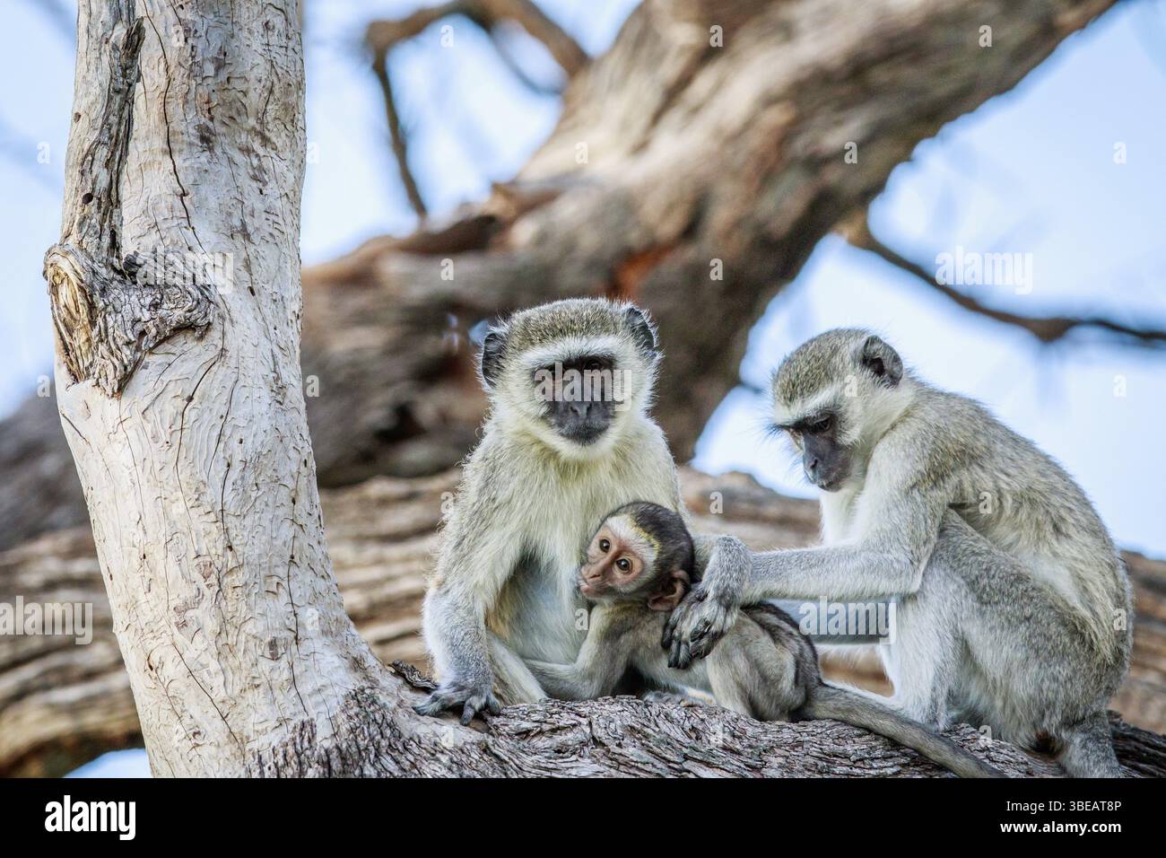 Vervet monkey family sitting in a tree in the Chobe National Park, Botswana, Africa Stock Photo