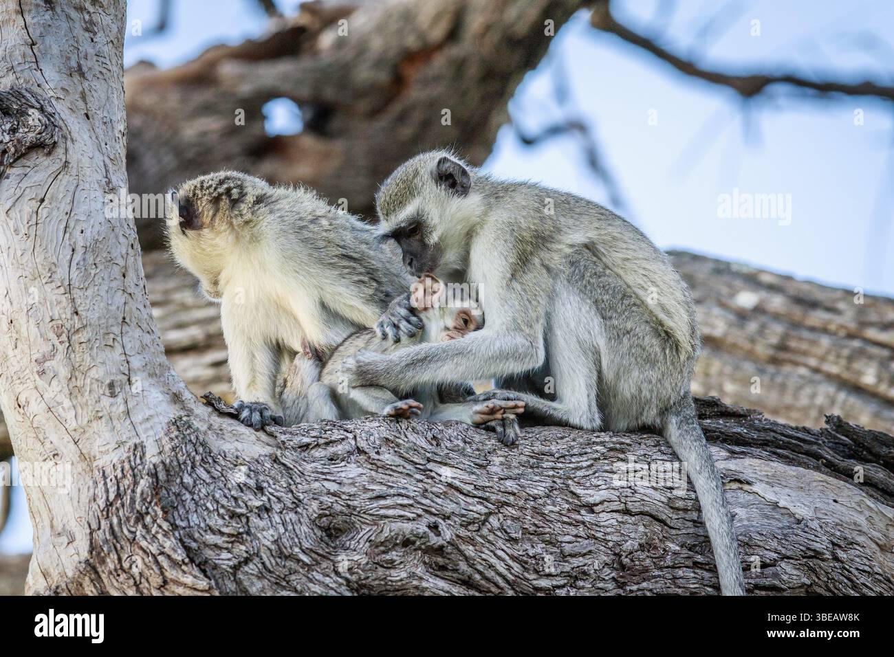 Family of Vervet monkeys sitting in a tree in the Chobe National Park, Botswana, Africa Stock Photo