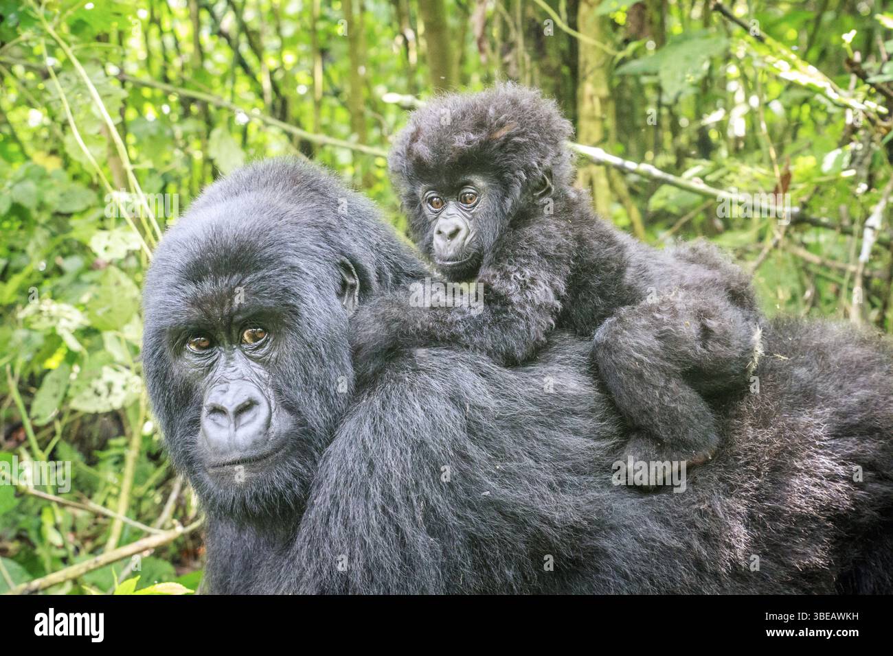 Baby Mountain gorilla sitting on the back of his mother in the Virunga National Park, Democratic Republic Of Congo Stock Photo