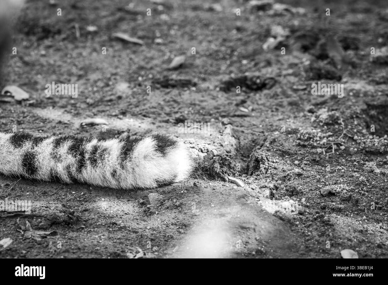 Close up of the tail of a Leopard in black and white in the Kruger National Park, South Africa, Africa Stock Photo