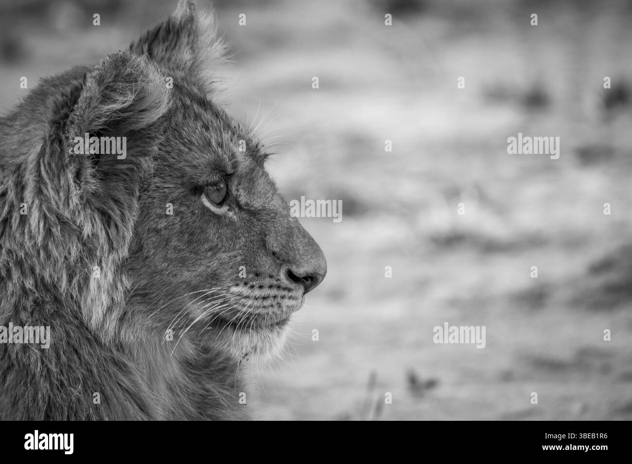 Side profile of a Lion cub in black and white in the Kruger National Park, South Africa, Africa Stock Photo