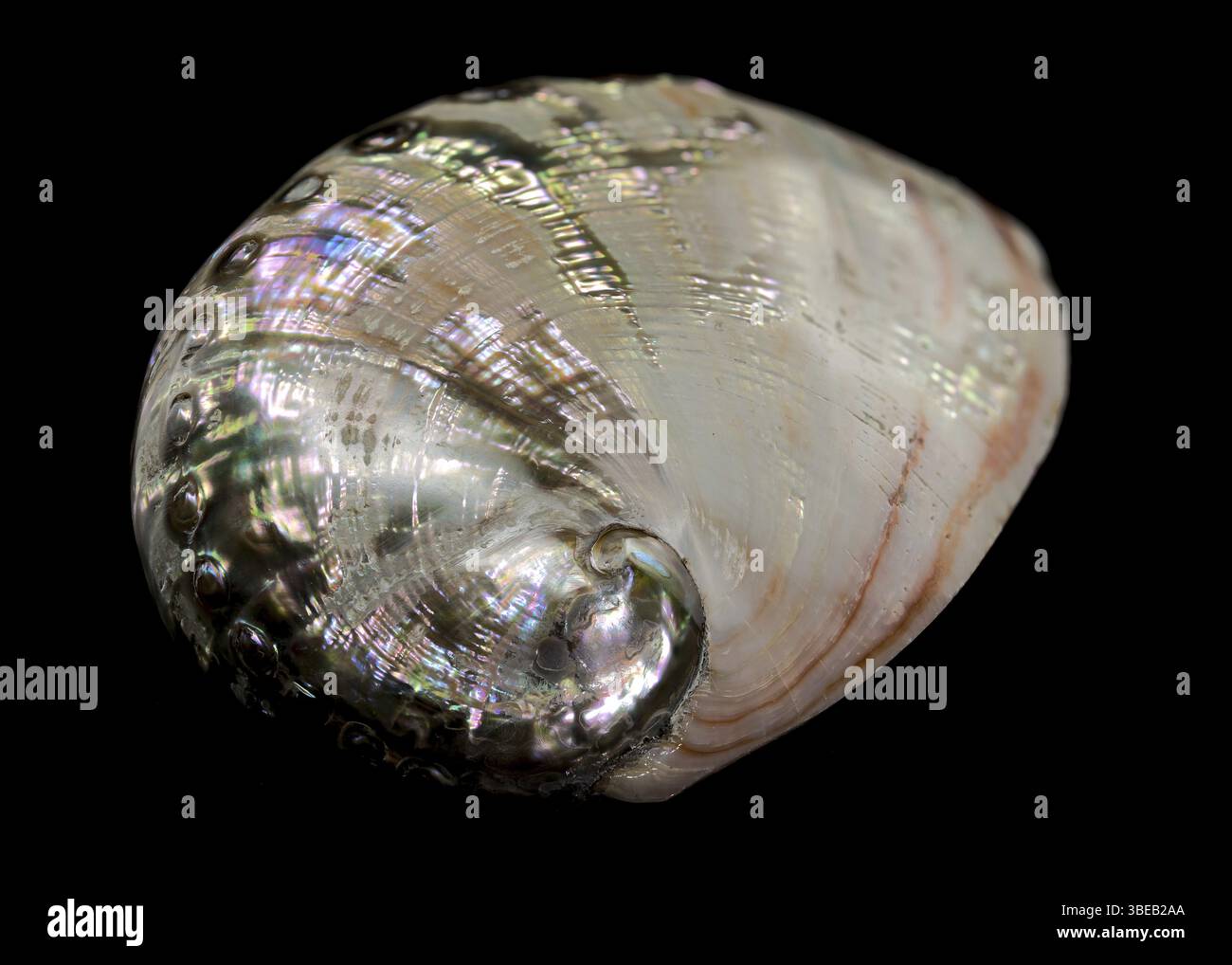 Radiant Haliotis asinina shell, commonly known as Donkeys Ear Abalone ...
