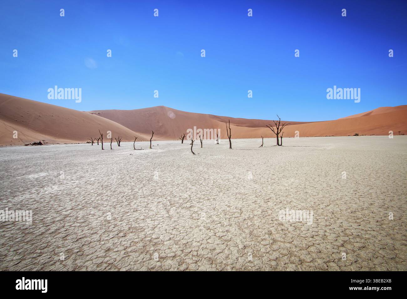 Dead tree in Sossusvlei in Namibia Stock Photo