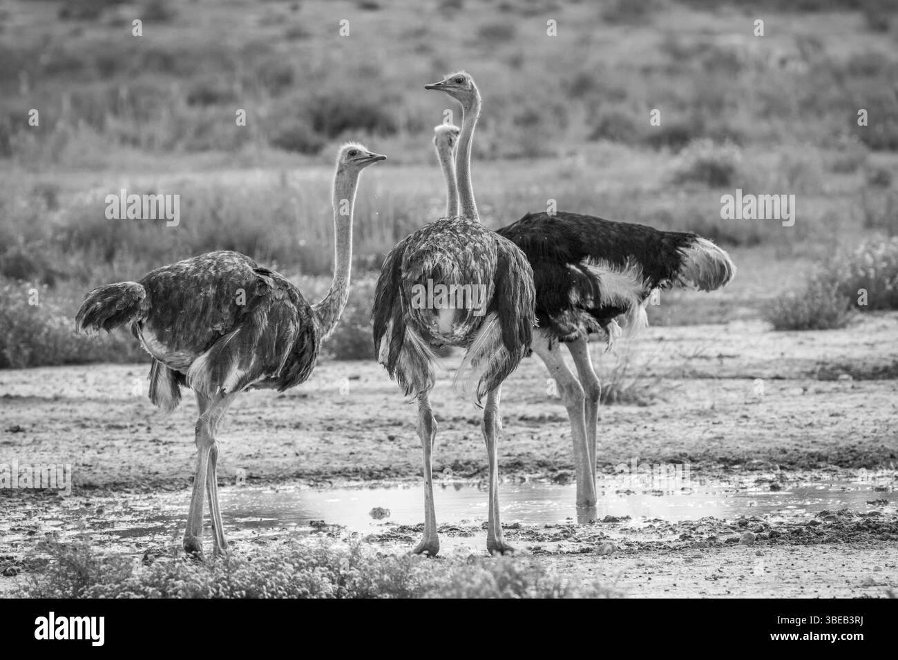 Ostriches standing next to a pool of water in black and white in the Kalagadi Transfrontier Park, South Africa, Africa Stock Photo