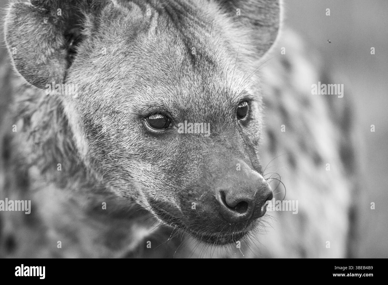 Close up of a Spotted hyena in black and white in the Kruger National Park, South Africa, Africa Stock Photo