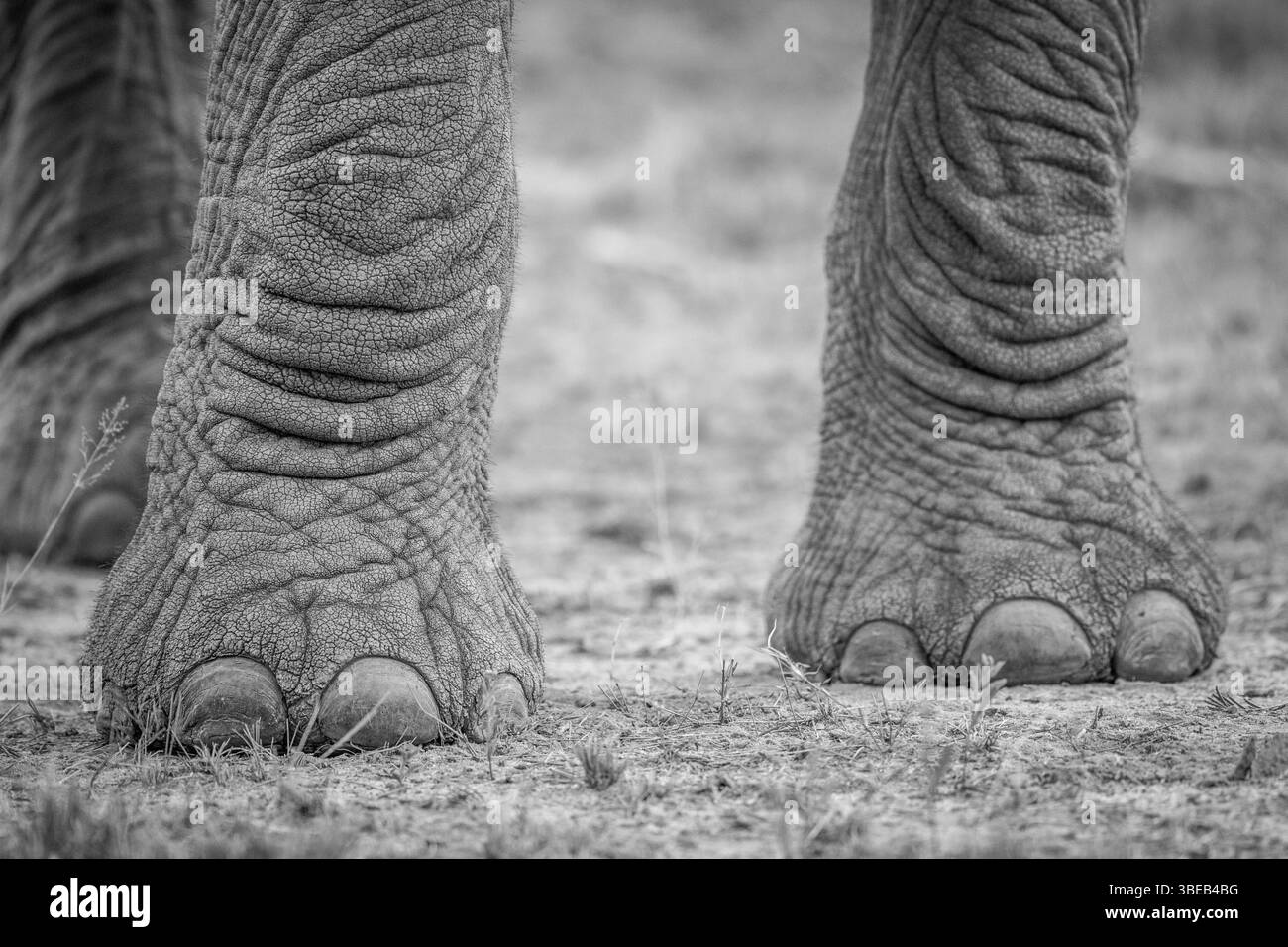 Elephant feet in black and white in the Kruger National Park, South Africa, Africa Stock Photo