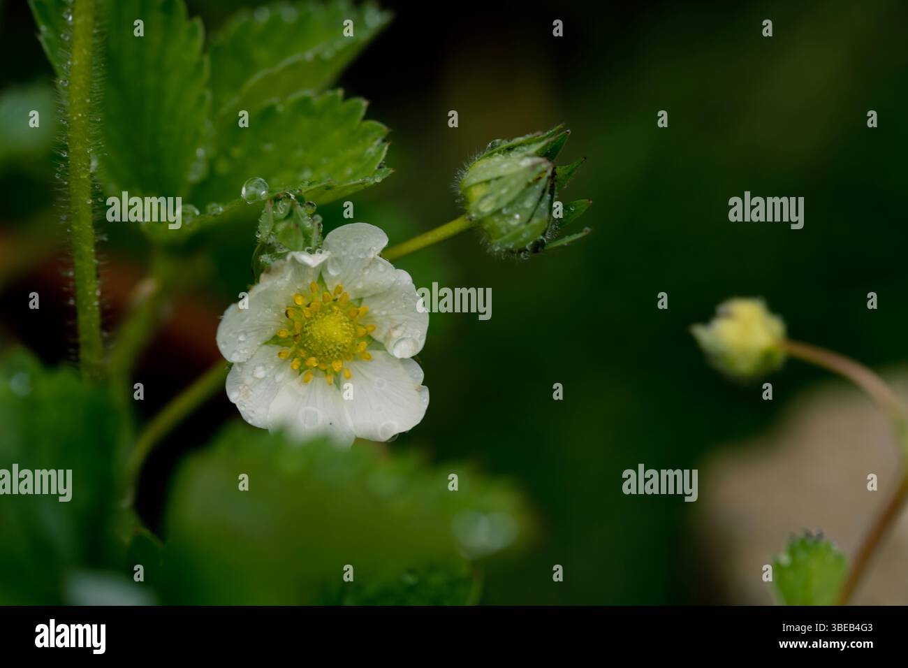 Strawberry flowers in a the garden garden, blooming berry bush Stock ...