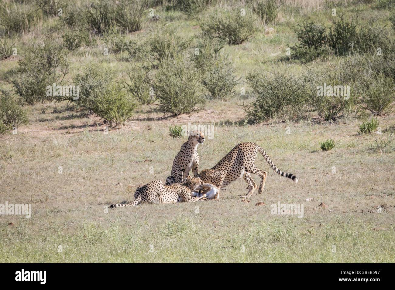 Cheetahs with a baby Springbok kill in the Kgalagadi Transfrontier Park, South Africa, Africa Stock Photo