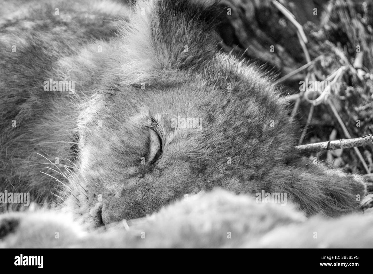 Sleeping Lion cub in black and white in the Kruger National Park, South Africa, Africa Stock Photo