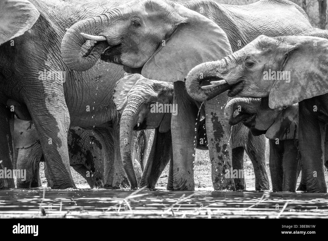 Drinking Elephants in the in black and white Kruger National Park, South Africa, Africa Stock Photo