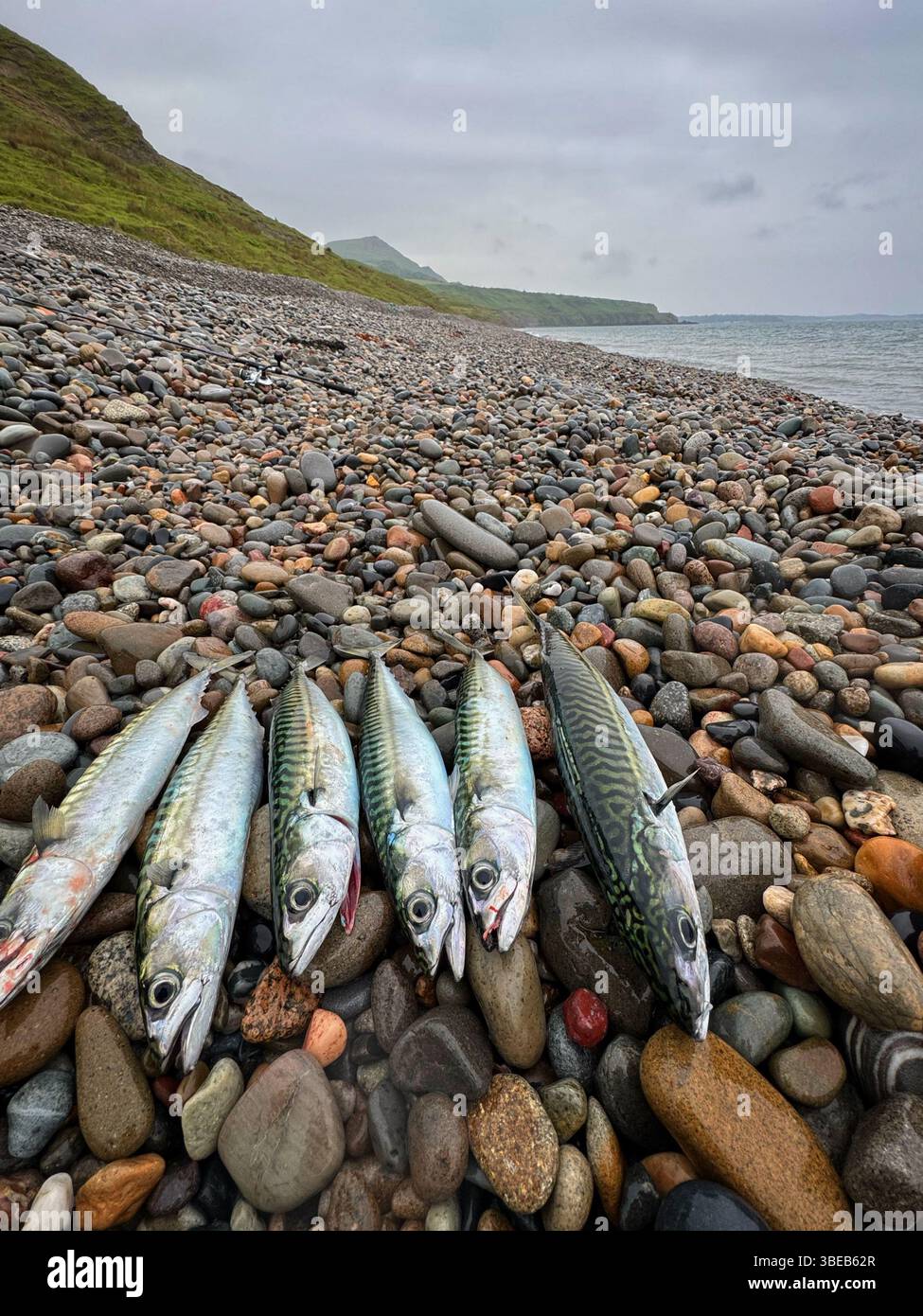 Freshly caught Atlantic Mackerel (Scomber scombrus) on a pebble beach in North Wales, Lleyn peninsula. - Smartphone Captured Stock Image