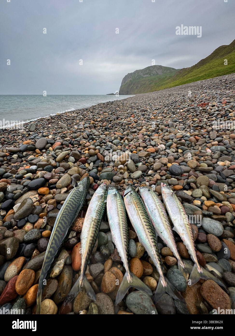 Freshly caught Atlantic Mackerel (Scomber scombrus) on a pebble beach in North Wales, Lleyn peninsula. - Smartphone Captured Stock Image