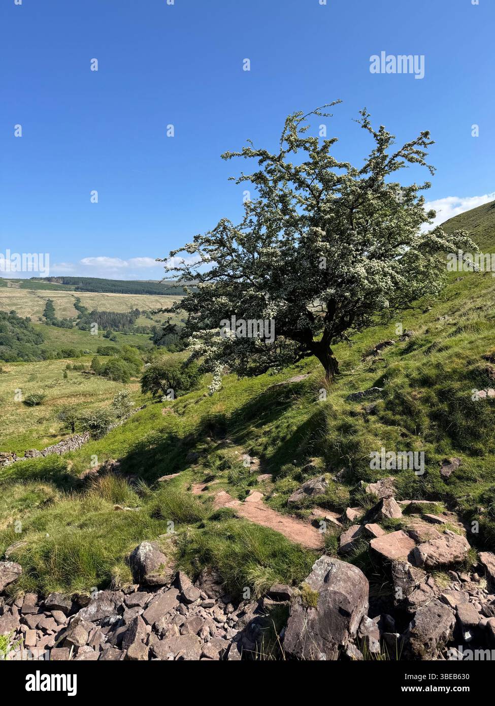 Hawthorn tree (Crataegus monogyna) in blossom growing below Fan Hir, Fan Fechan, Bannau Brycheiniog, Wales - Smartphone Captured Stock Image