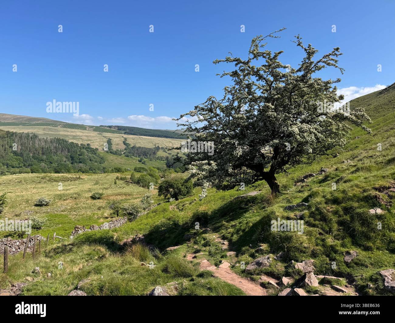 Hawthorn tree (Crataegus monogyna) in blossom growing below Fan Hir, Fan Fechan, Bannau Brycheiniog, Wales - Smartphone Captured Stock Image