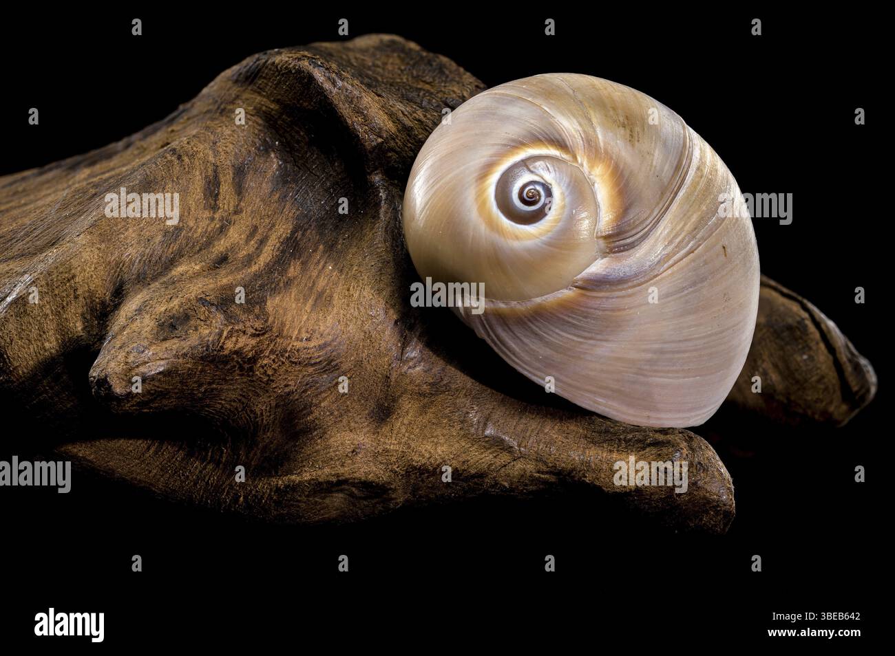 Close-up of a Polymita picta shell, also known as the Cuban painted ...