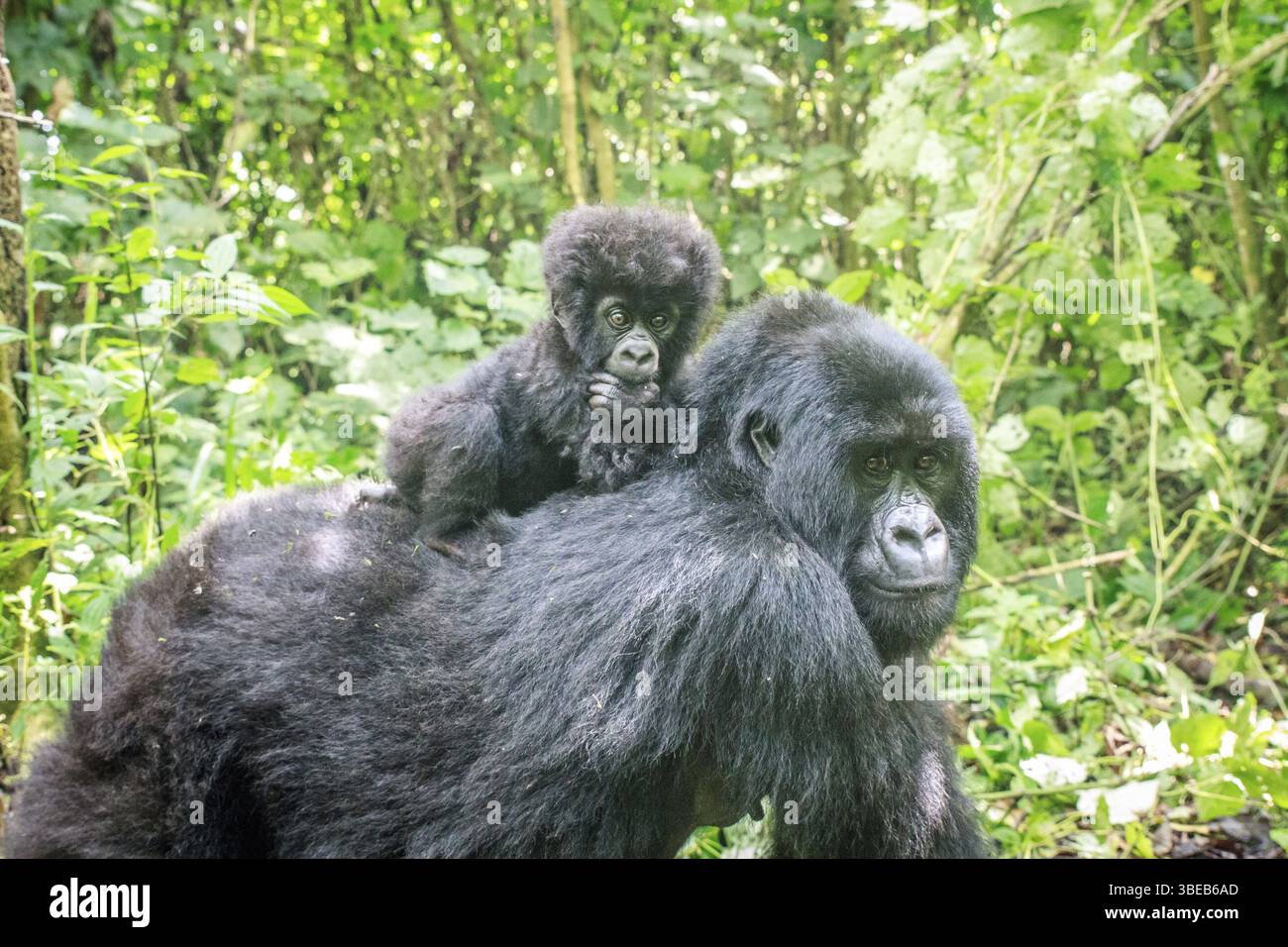 Baby Mountain gorilla sitting on the back of his mother in the Virunga National Park, Democratic Republic Of Congo Stock Photo