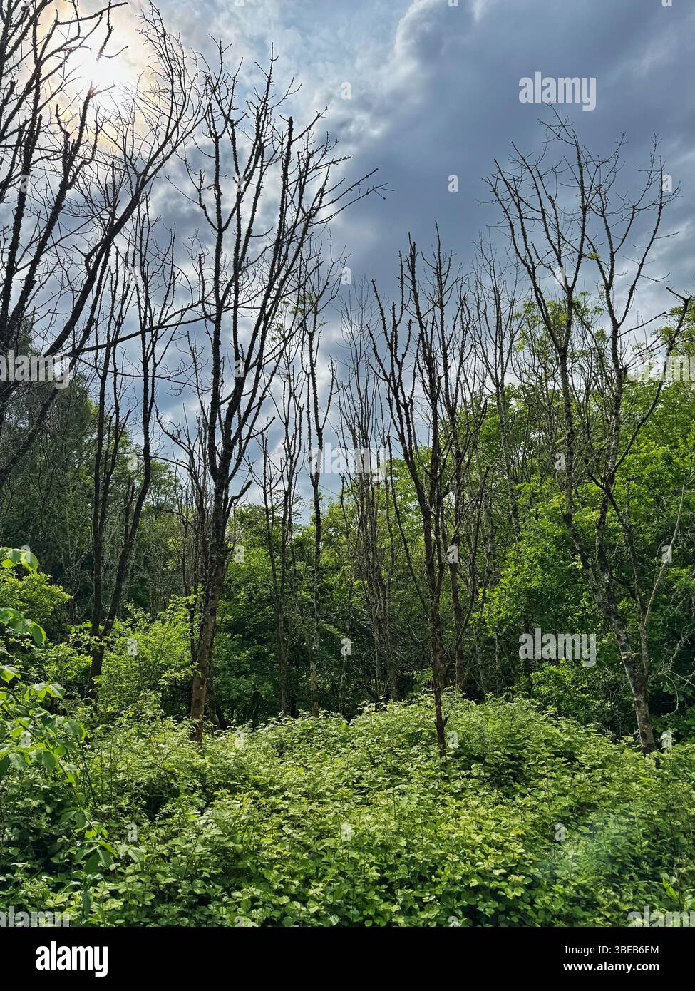 Ash trees suffering from Ash die back disease, (Hymenoscyphus fraxineus) South Wales. - Smartphone Captured Stock Image
