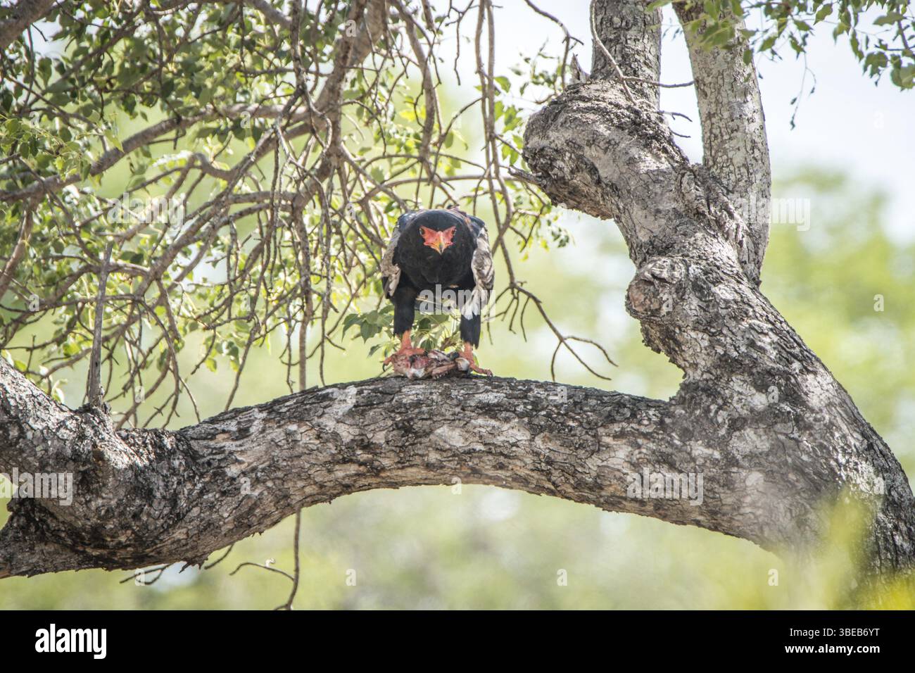 Bateleur eating in a tree in the Kruger National Park, South Africa, Africa Stock Photo