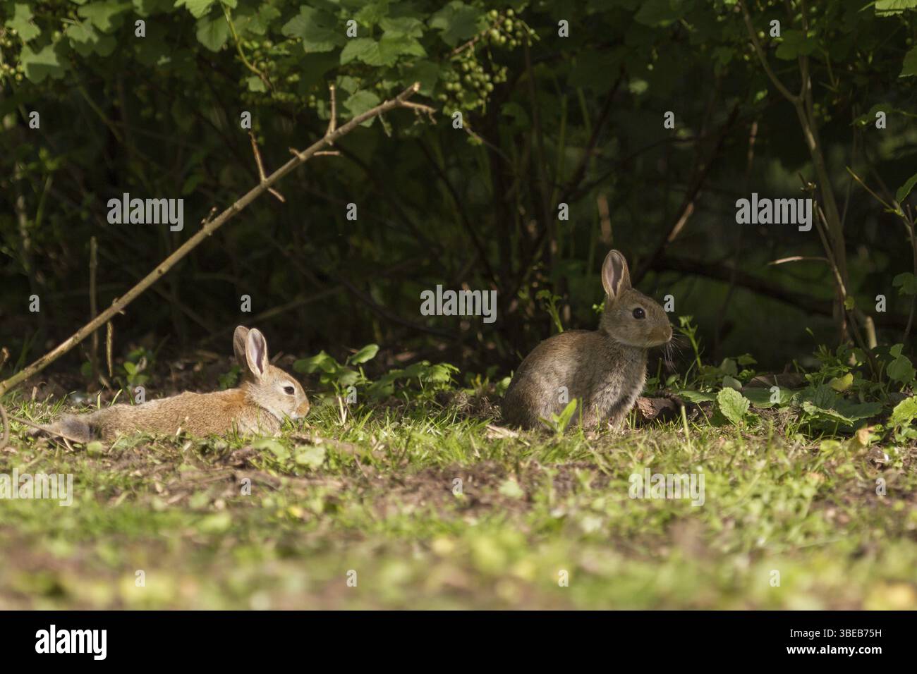 Two young wild rabbits hi-res stock photography and images - Alamy
