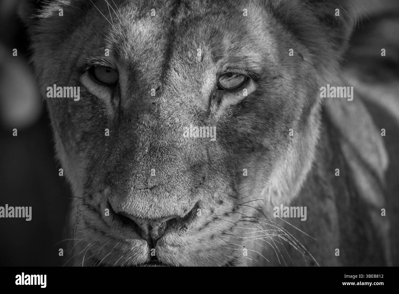 Starring Lioness in black and white in the Kruger National Park, South Africa, Africa Stock Photo