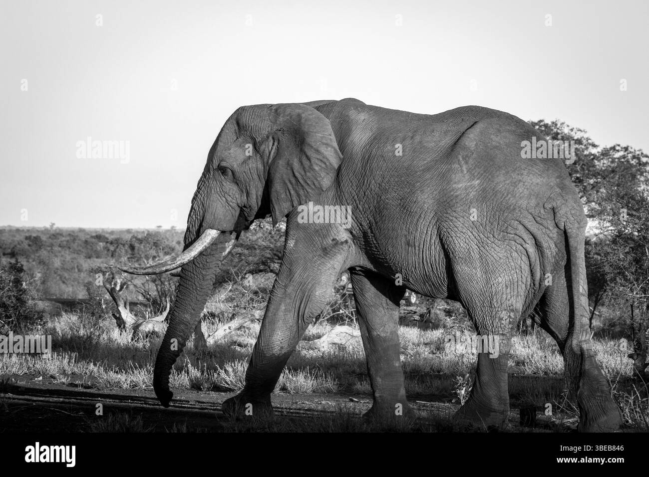 Elephant walking in the Kruger National Park, South Africa, Africa Stock Photo