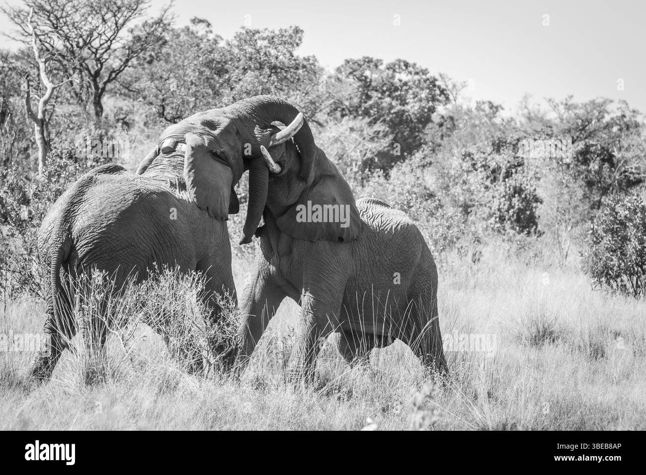 Two big male Elephants playing in black and white in the Welgevonden game reserve, South Africa, Africa Stock Photo
