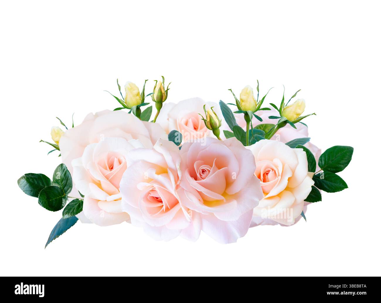 Pink blooming roses Stock Photo - Alamy