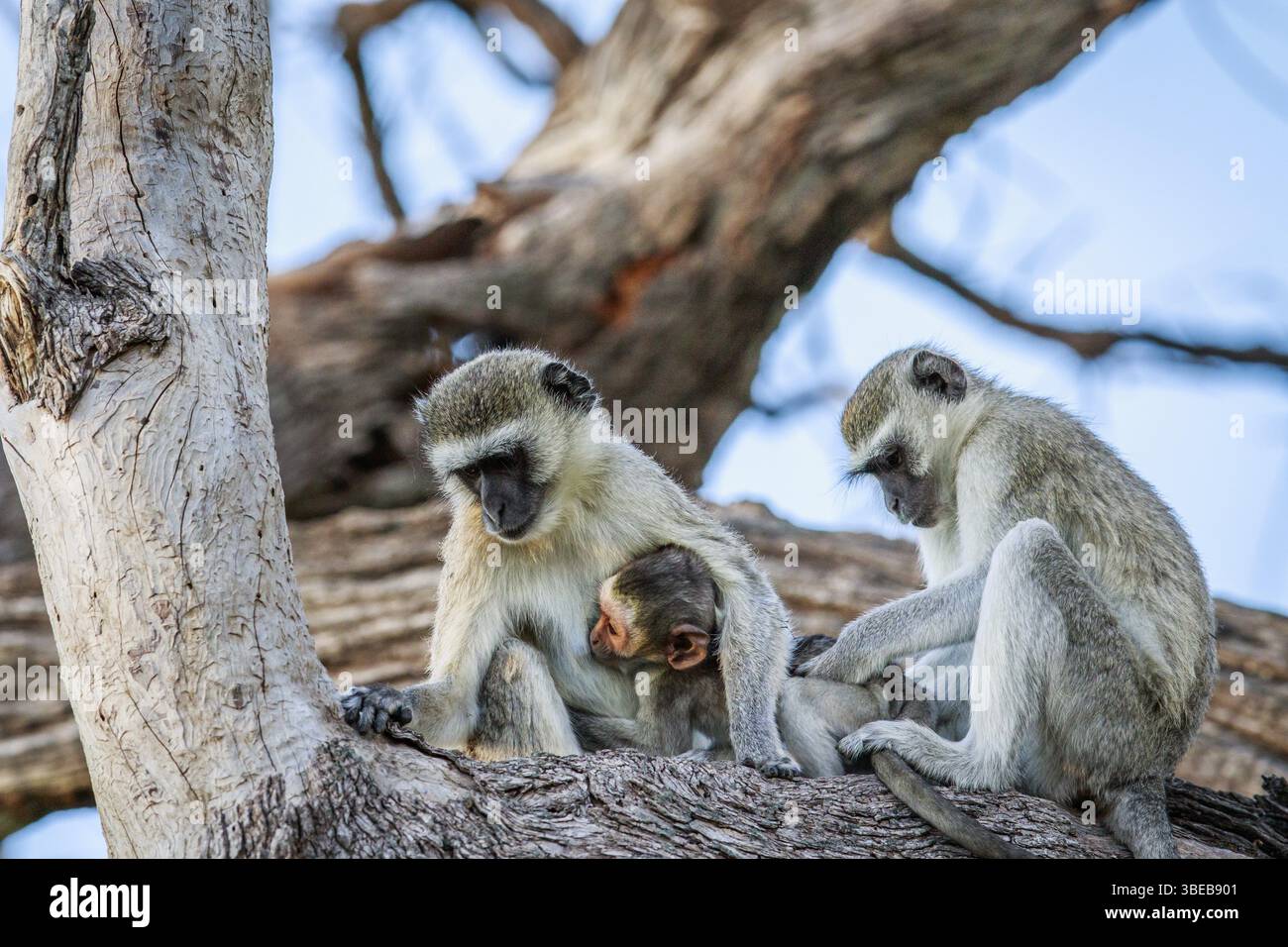 Vervet monkey family sitting in a tree in the Chobe National Park, Botswana, Africa Stock Photo