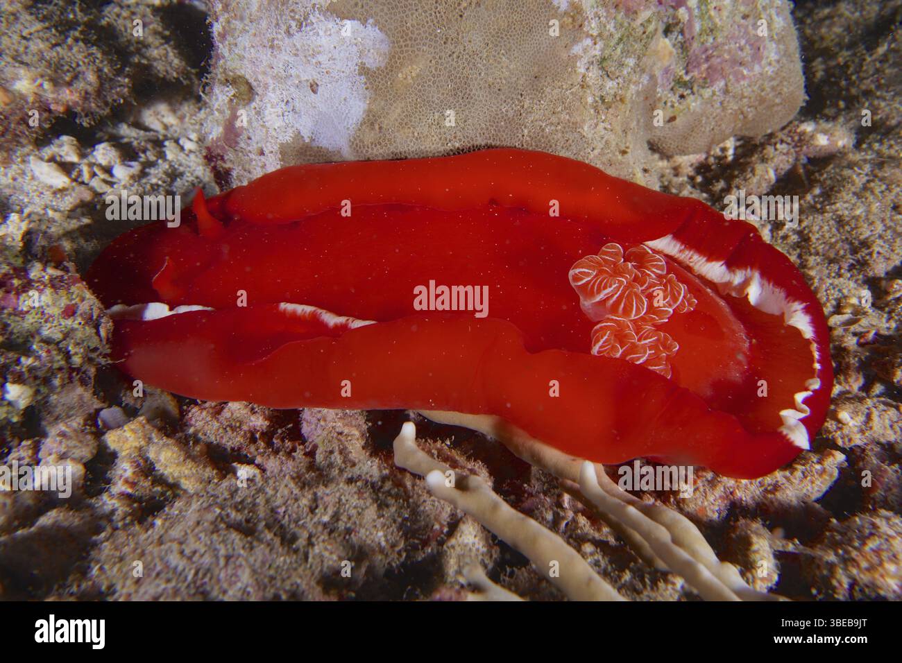 Spanish dancer (Hexabranchus sanguineus) Stock Photo