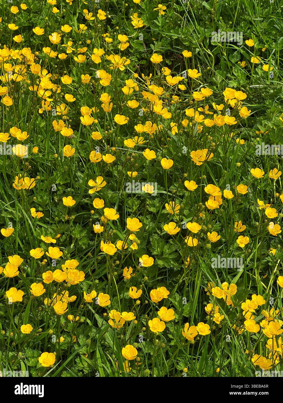 Buttercups (Ranunculus sp.) growing in a South Wales meadow in May. - Smartphone Captured Stock Image