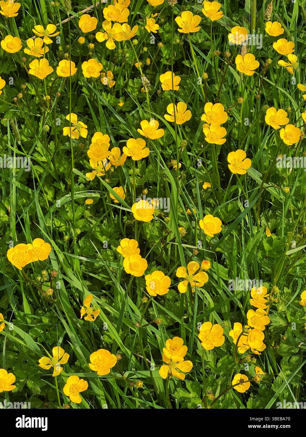 Buttercups (Ranunculus sp.) growing in a South Wales meadow in May. - Smartphone Captured Stock Image