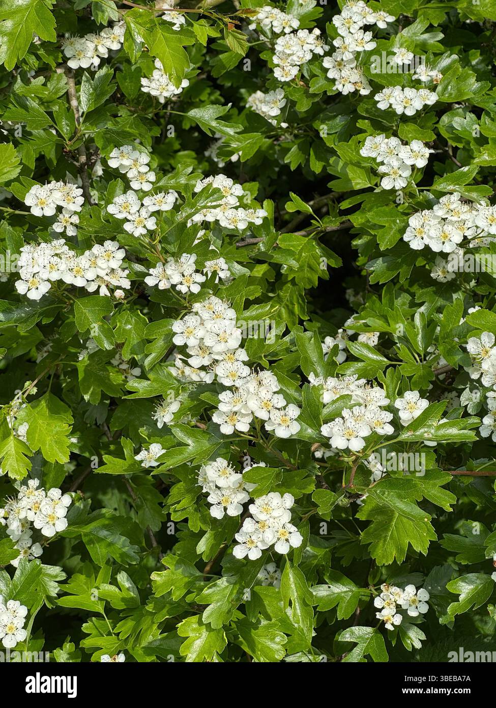 Hawthorn blossom (Crataegus monogyna) in South Wales, May. - Smartphone Captured Stock Image