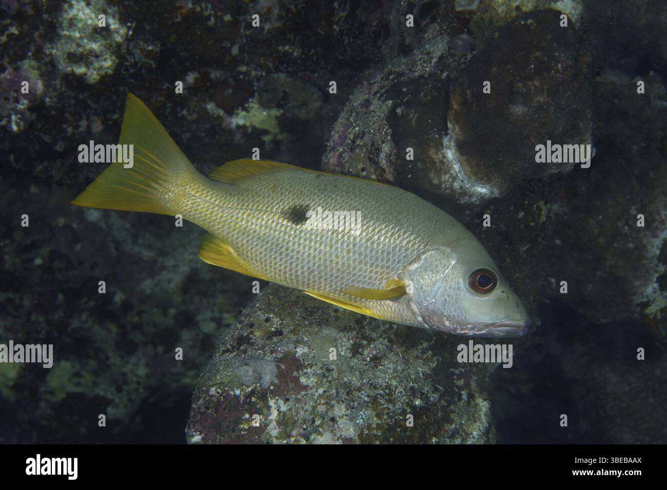 One-spotted snapper (Lutjanus monostigma Stock Photo - Alamy