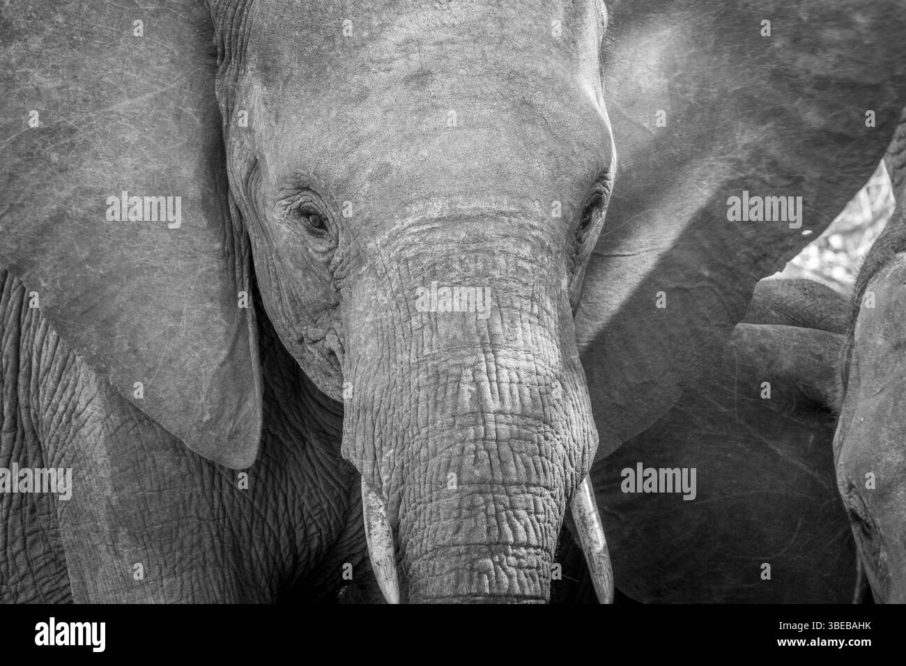 Close up of an Elephant head in black and white in the Kruger National Park, South Africa, Africa Stock Photo