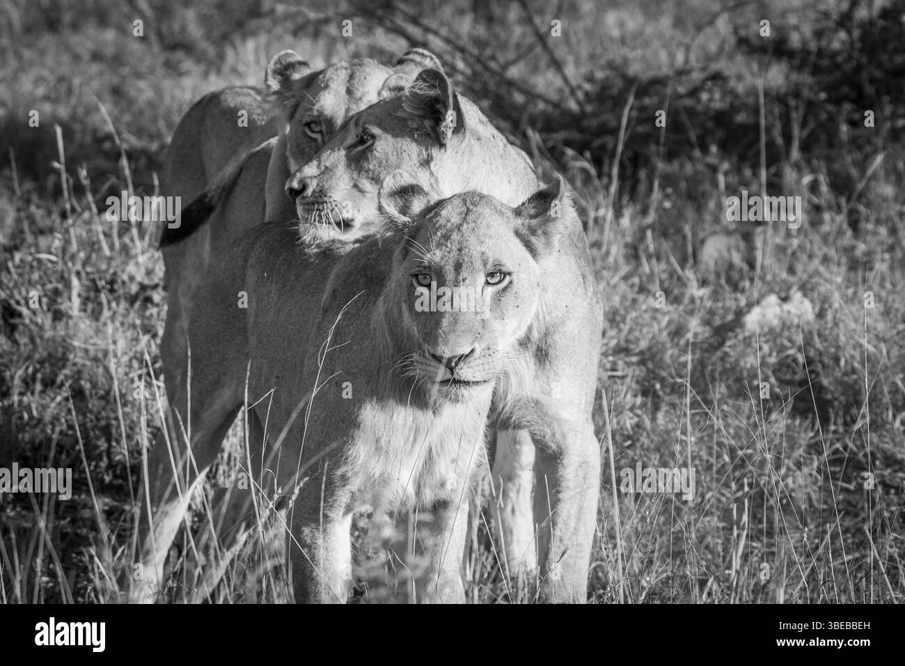 Bonding Lions in black and white in the Kruger National Park, South Africa, Africa Stock Photo