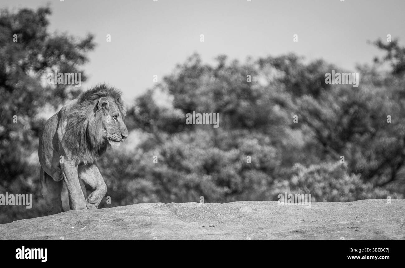Lion on the rocks in black and white in the Kruger National Park, South Africa, Africa Stock Photo