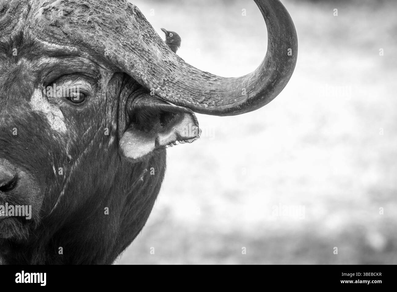 Starring Buffalo bull in black and white in the Kruger National Park, South Africa, Africa Stock Photo