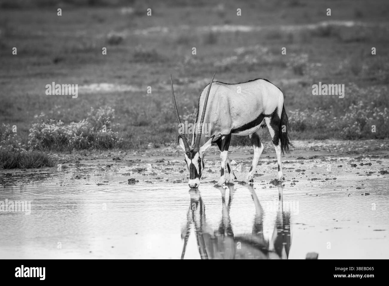 Gemsbok drinking in black and white in the Kgalagadi Transfrontier Park, South Africa, Africa Stock Photo