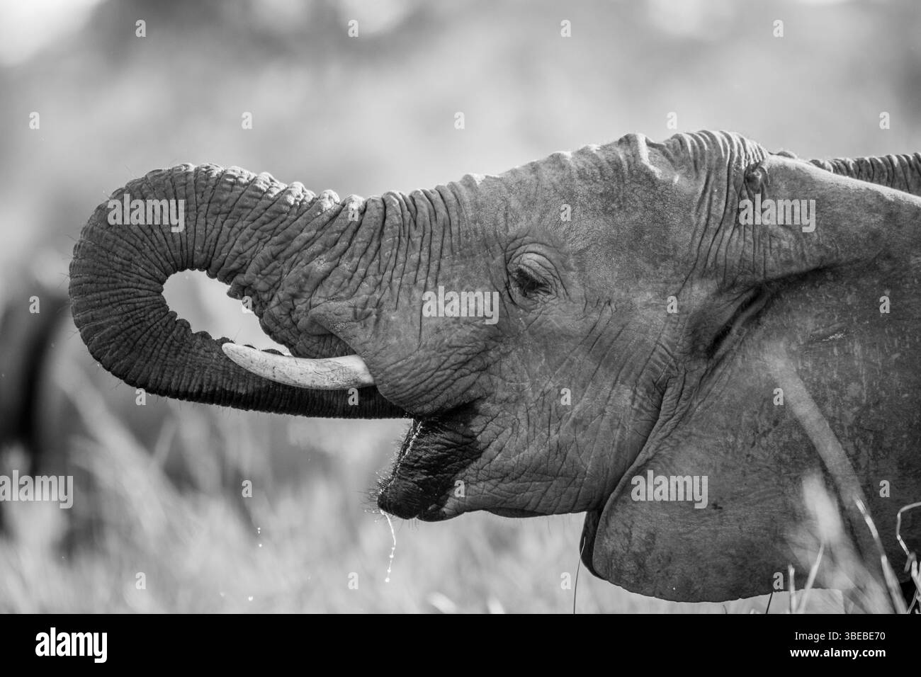 Elephant drinking in black and white in the Kruger National Park, South Africa, Africa Stock Photo
