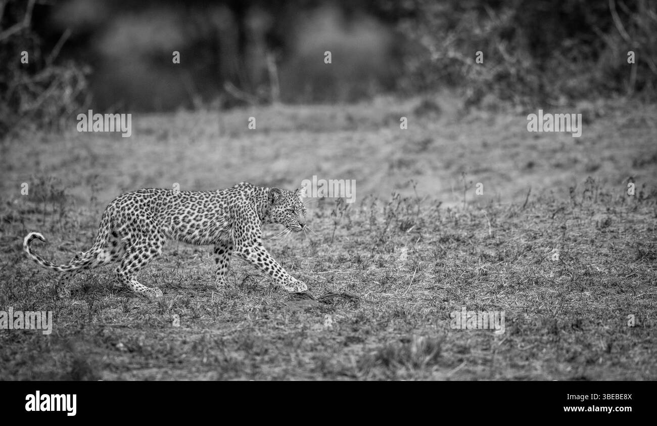 Walking baby Leopard in black and white in the Kruger National Park, South Africa, Africa Stock Photo