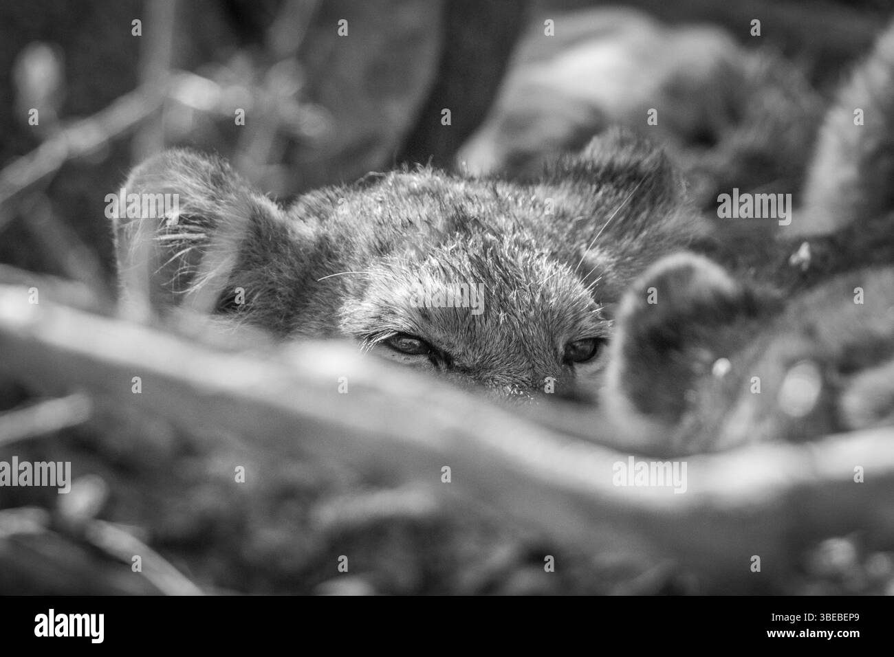 Lion cub looking over an other Lion in black and white in the Kruger National Park Stock Photo